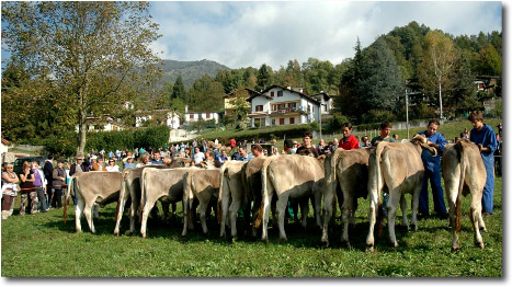 Festa del ritorno, XI edizione mostra zootecnica di razza bruna della Valle Taleggio